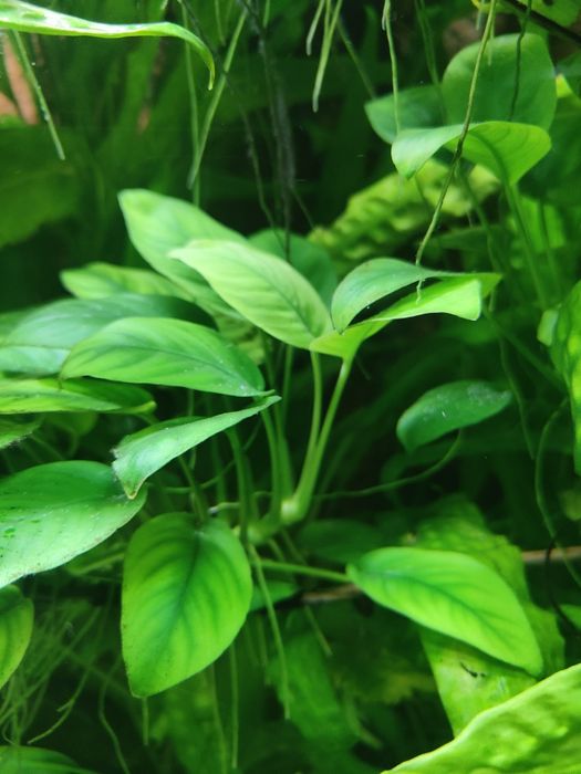 Продам Анубис нано