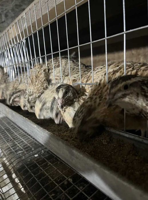 Инкубационнын перепелинные яйца