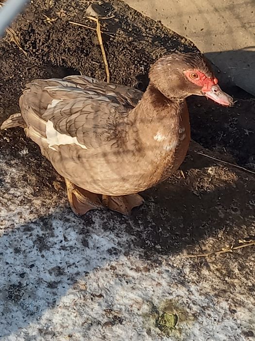 Vând rate mute ciocolatii