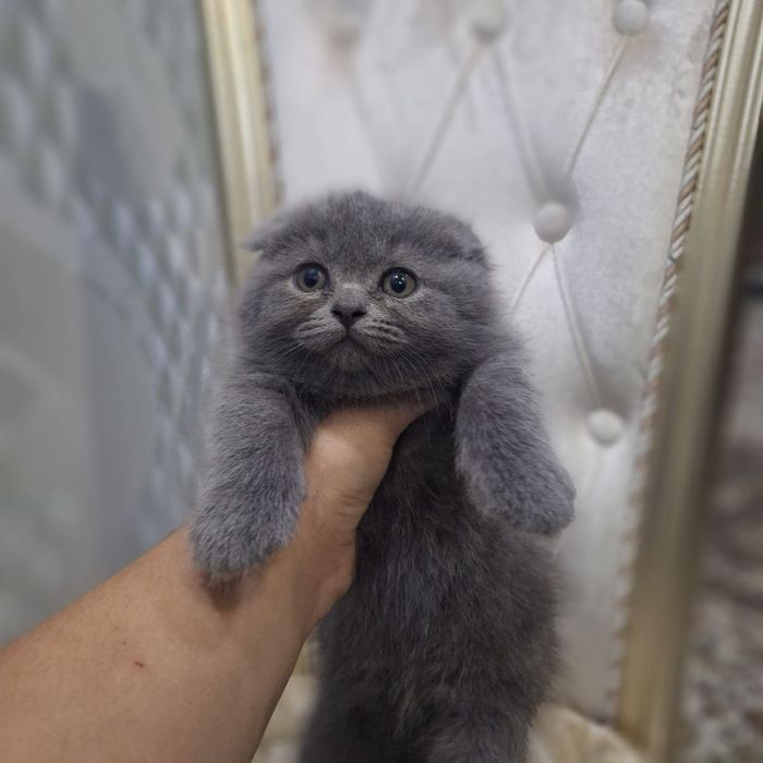 Scottish fold sotiladi soglom