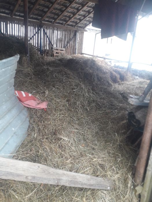 Fân ținut în saivan