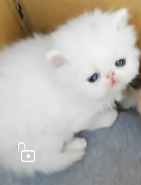 Котята персидские .