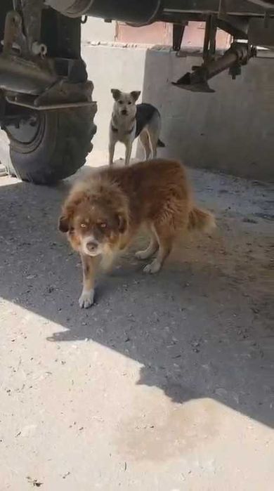 Найдены собаки. Ищем им дом! Срочно!