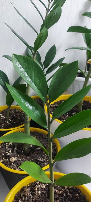 Продам комнатный цветок.