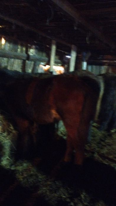 Продам жеребят,        т.