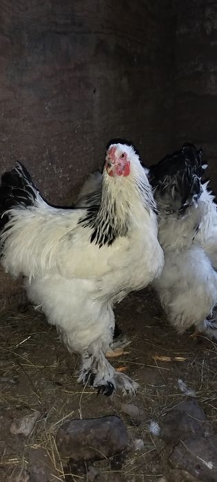 3 cocoși disponibili