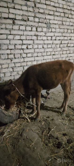 Ona bola sigir sotiladi kafolati bilan