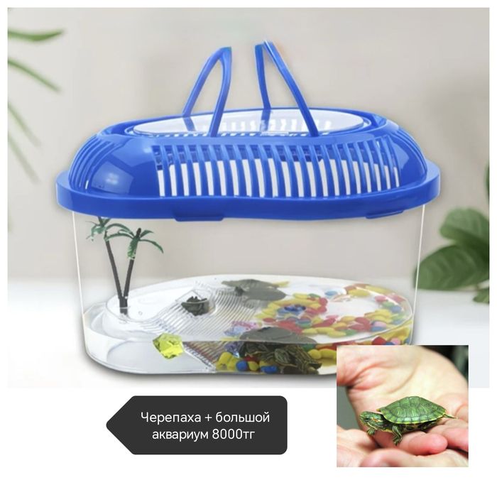 Маленькие черепахи