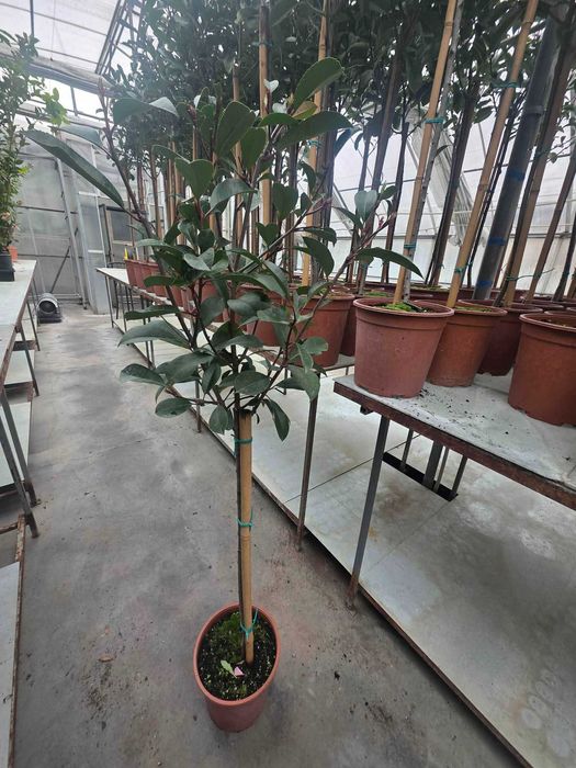 Фотиния (Photinia) – декоративна вечнозелена щамба