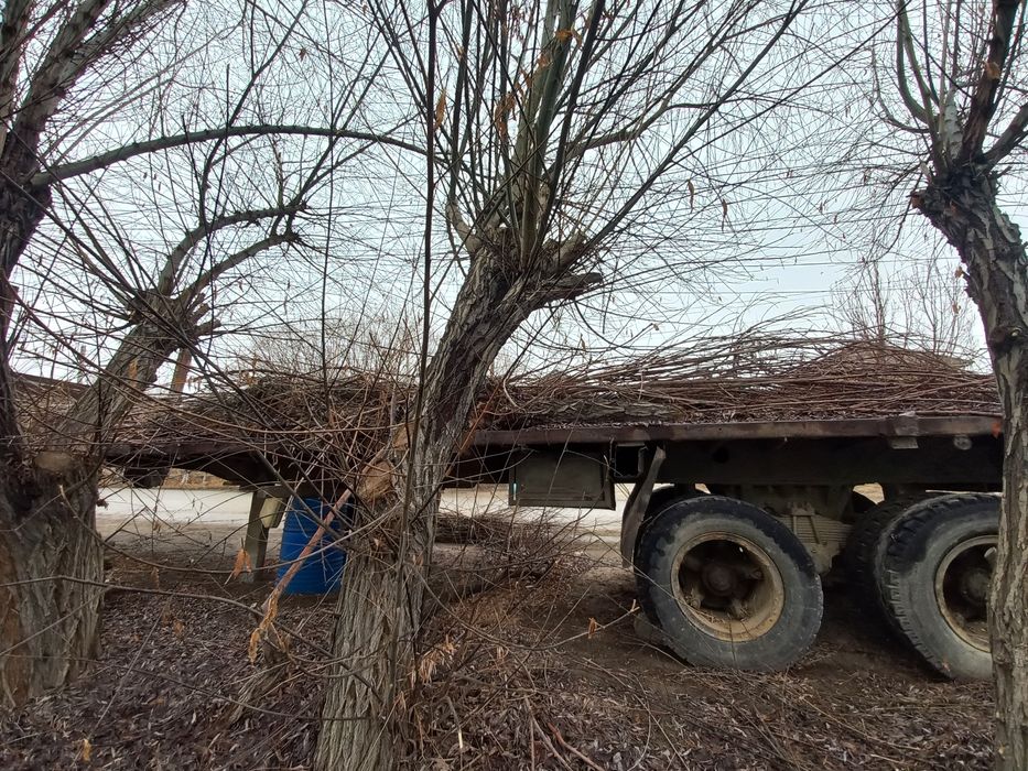 Отын ағаштар драва