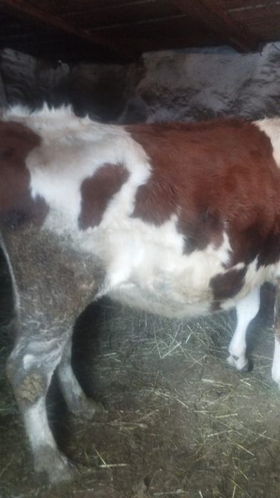 Корова и тёлка..