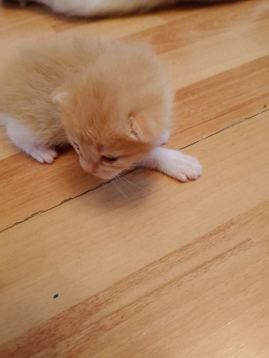 Отдам котят даром