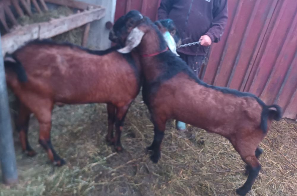 Vand Tap anglo-nubian