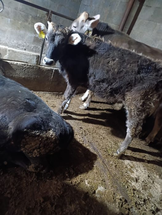 Продам тёлку звоните..