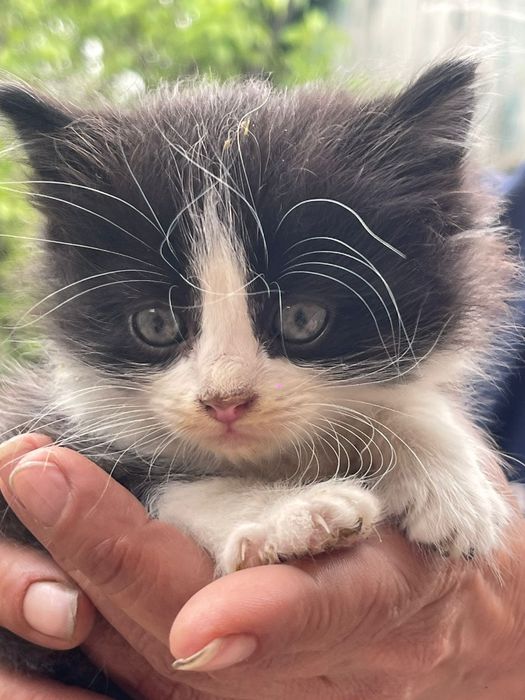 Отдам котят в хорошие руки