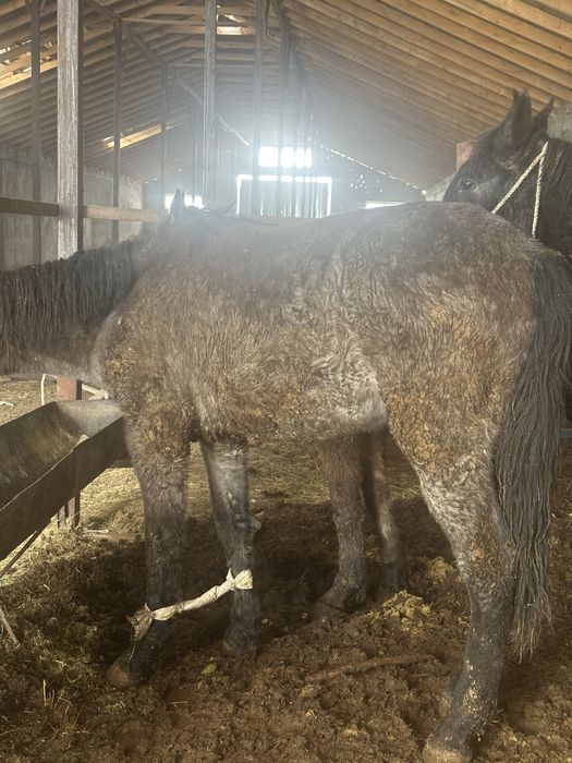 Согым полторашка  тай