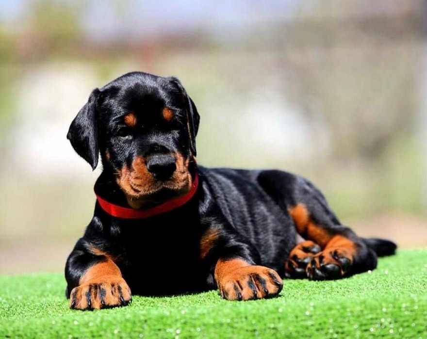 Pui de Doberman European de calitate  superioară