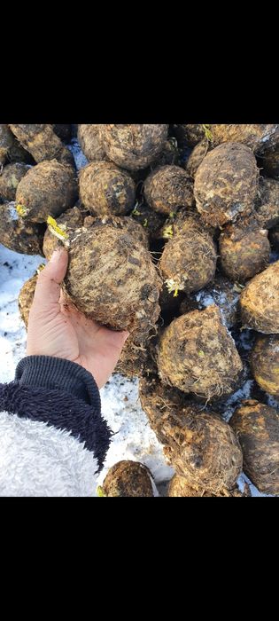 ȚELINĂ Rădăcina .