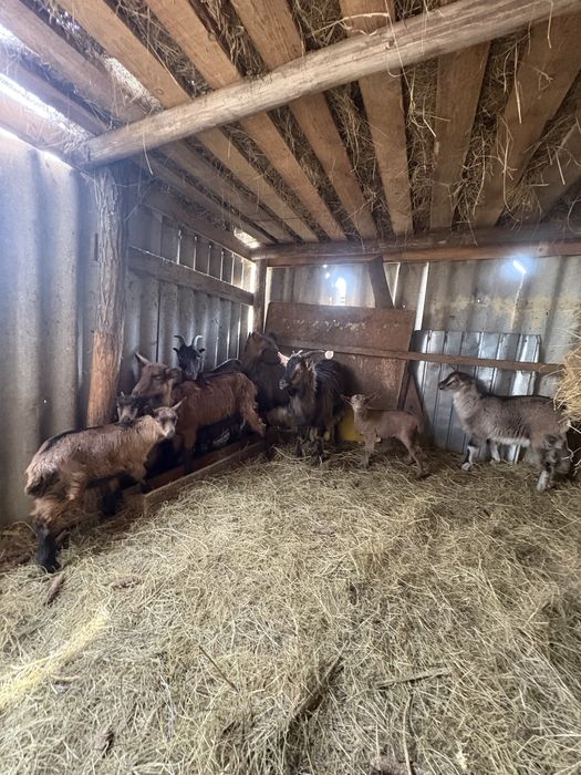 Vand 8 capre , metis cu alpin fracez