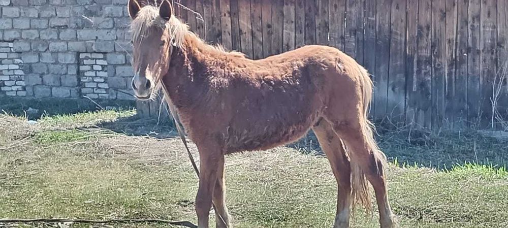 Продам 1,5 годовалую лошадь