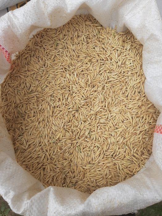 Vând Ovăz bun de semănat