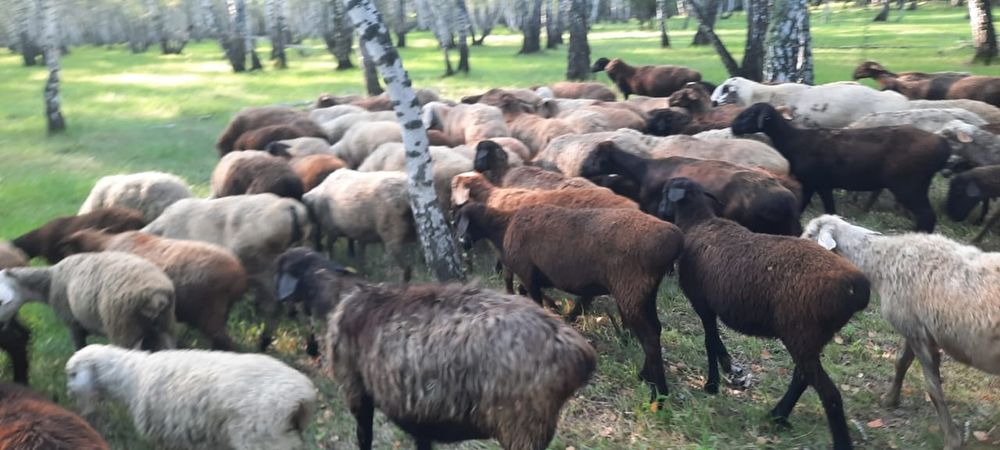 Продам баранов. Кой сатамын