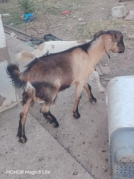 De vânzare tapusor