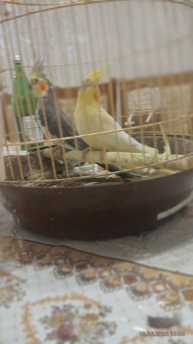 Попугай жагдайы жаксы, ауырмаган.