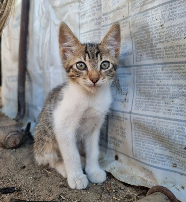 Dau spre adopție pui de pisica