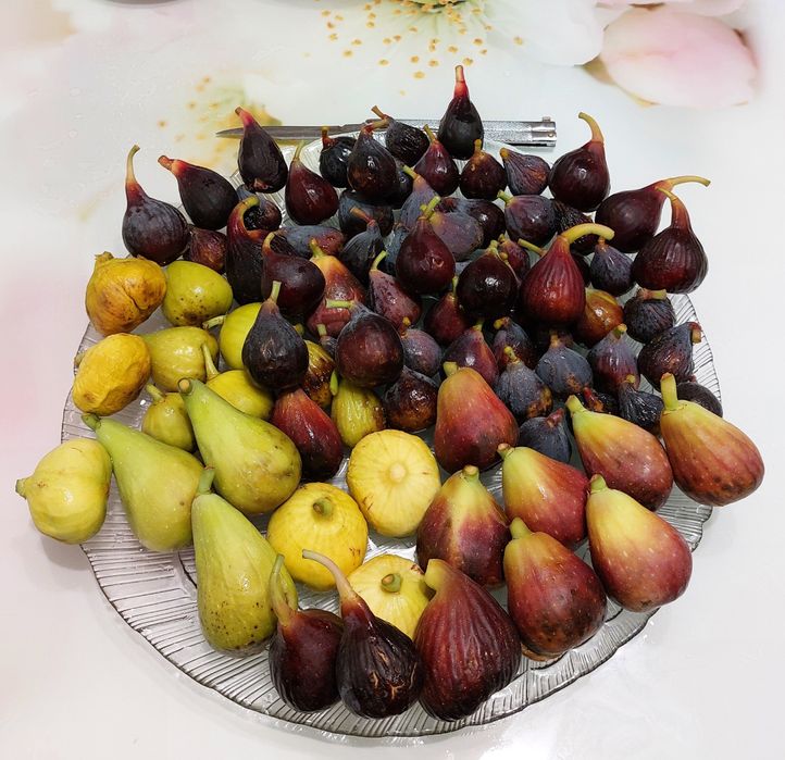 Инжир Сортовые саженцы