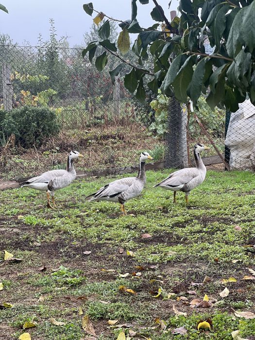 Gasca indiana mascul 2024