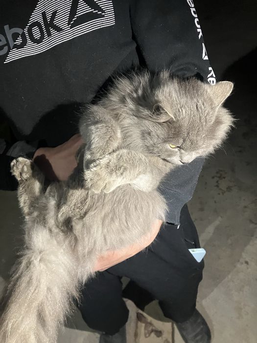 Britanskiy mushuk qizbola 4oyli