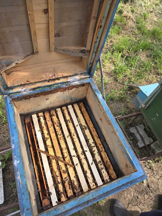 Vand 30 familii de albine pregatite pentru pastoral 0745160754