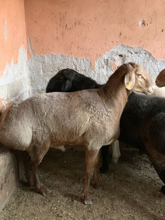 Qoy Arashan Sotiladi  Арашан парода прадается