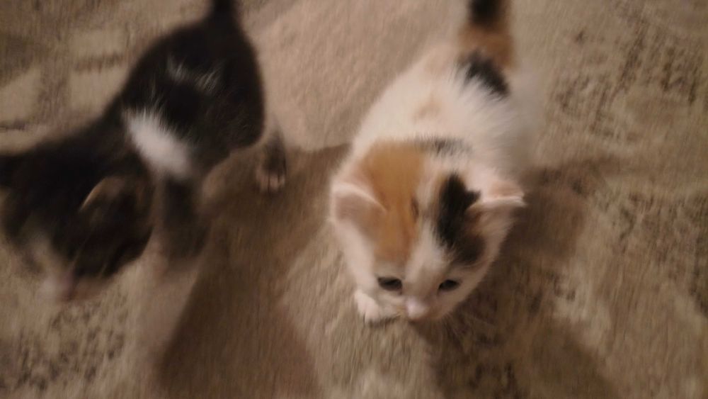 Pui de pisica de 1 luna