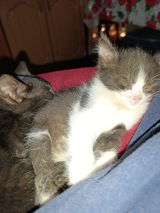 Отдам котят бесплатно