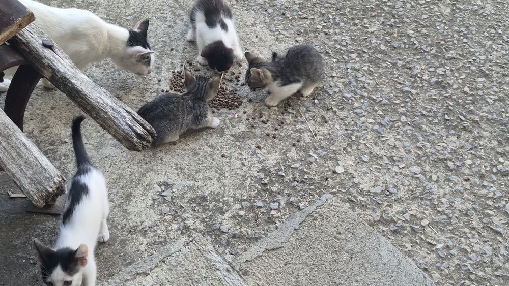 Безплатно котета