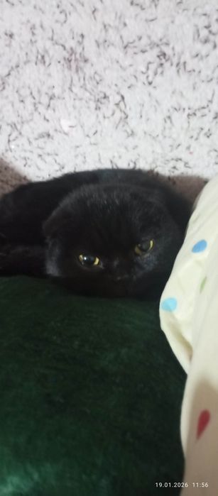 Bu mushukn zoti (Scottish Fold) bolip shatlan zotiga tegshli