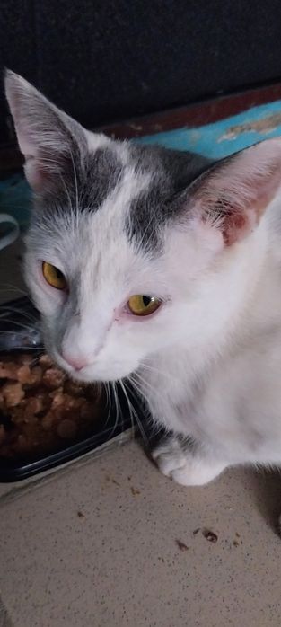 Котенок  в добрые руки