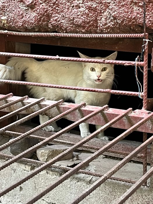 Найден белый котик.