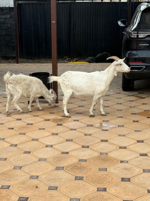 Продам козу с ягненком