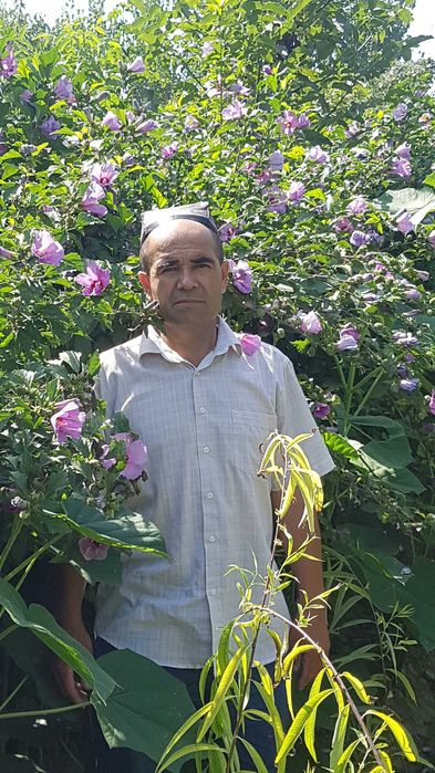 Декоративные растения