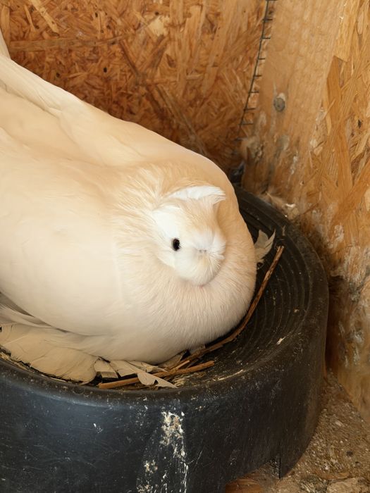 Jucatori de botosani