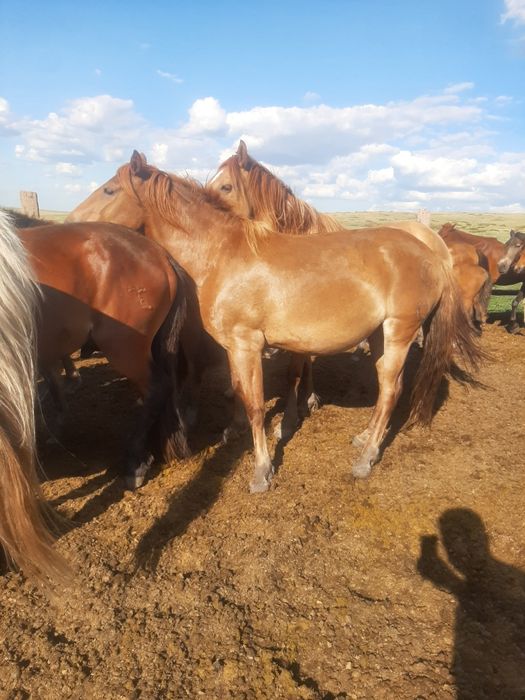 Продажа лошадей Астана