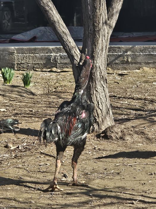 Яйцо Дакан сатамын