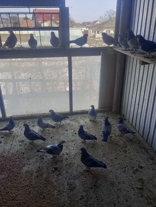 Porumbei voiajori de concurs de toate felurile