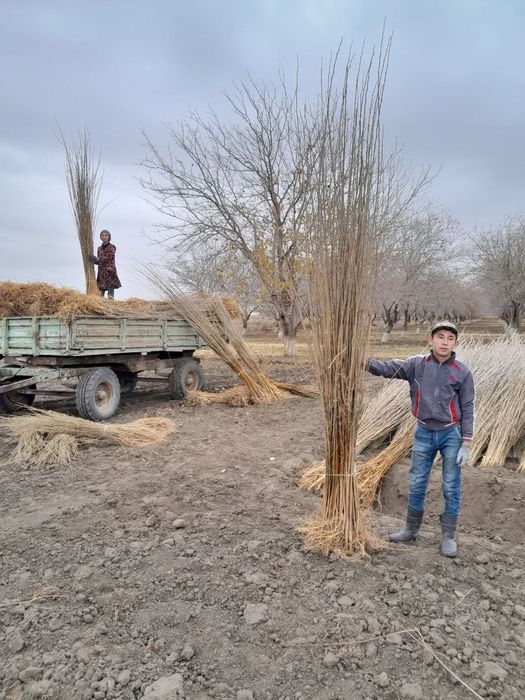 Тут ва мевали кучатлар сотилади