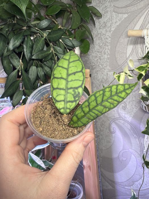 Клмнатные растения