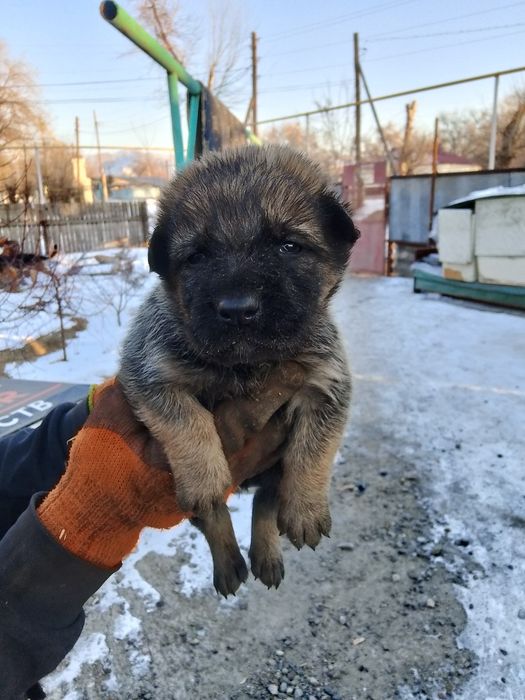 Продам два щенка