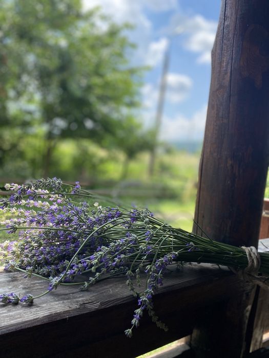 Plante si butasi Lavanda.